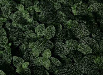 The Ultimate Guide to Creating a Beautiful Vertical Garden with the Best Plants