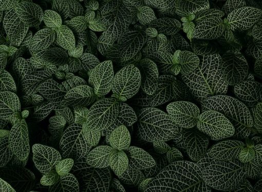 The Ultimate Guide to Creating a Beautiful Vertical Garden with the Best Plants
