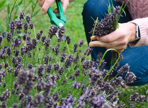 The Benefits of Planting Native Species for Pollinators: A Guide to Choosing the Right Plants