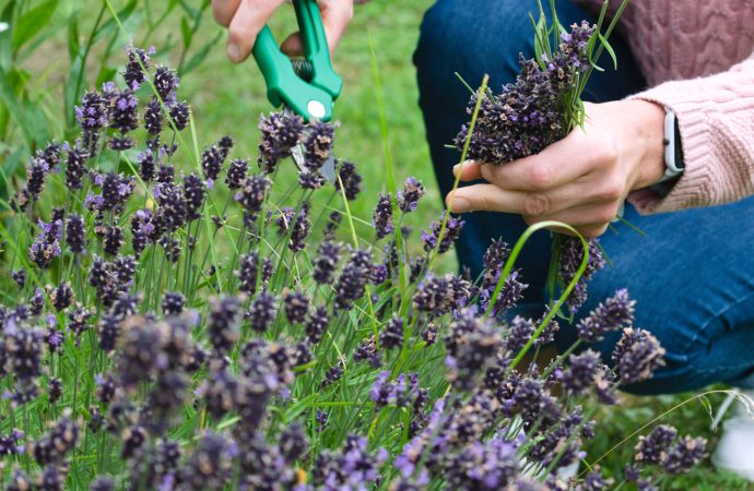 The Benefits of Planting Native Species for Pollinators: A Guide to Choosing the Right Plants
