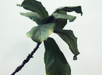 The Benefits of Growing Vertically: How to Create a Sustainable Vertical Garden in Your Home