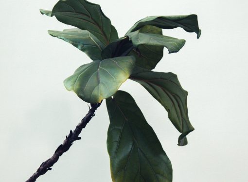 The Benefits of Growing Vertically: How to Create a Sustainable Vertical Garden in Your Home