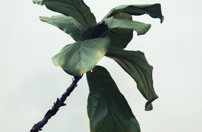 The Benefits of Growing Vertically: How to Create a Sustainable Vertical Garden in Your Home