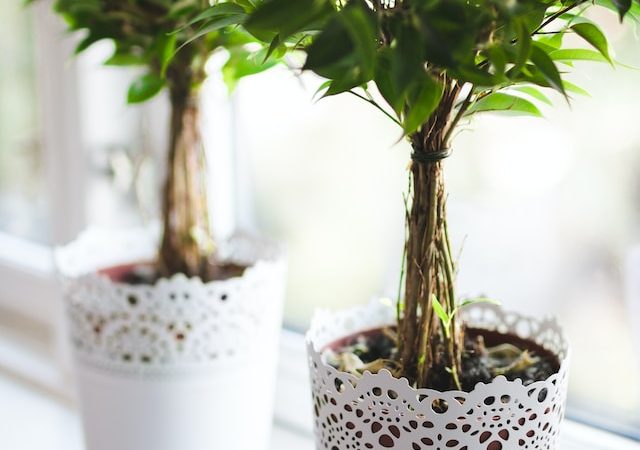 Finding Mindfulness in Your Zen Garden: Tips for Meditation and Reflection