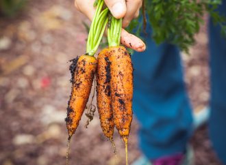 Transforming Your Backyard into a Healing Oasis with Medicinal Planting
