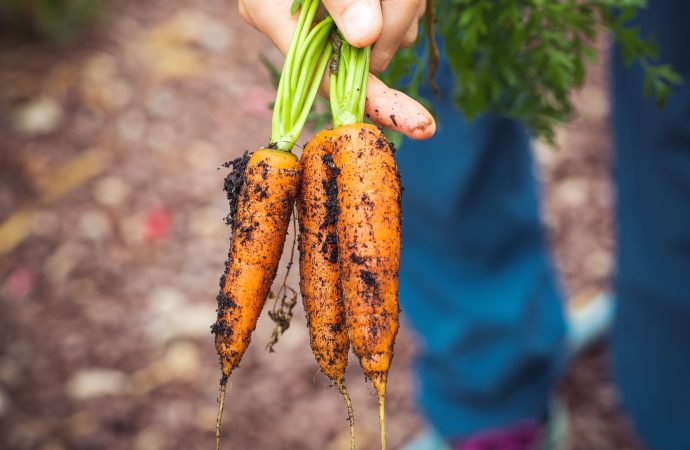 Transforming Your Backyard into a Healing Oasis with Medicinal Planting