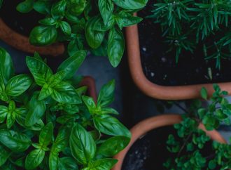 Herb Preservation Techniques: Drying, Freezing, and Storing Your Harvested Herbs
