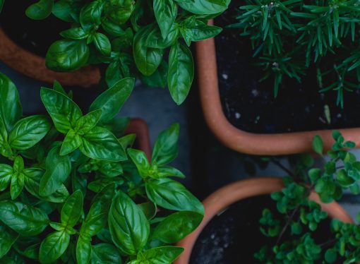 Herb Preservation Techniques: Drying, Freezing, and Storing Your Harvested Herbs