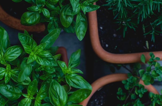 Herb Preservation Techniques: Drying, Freezing, and Storing Your Harvested Herbs