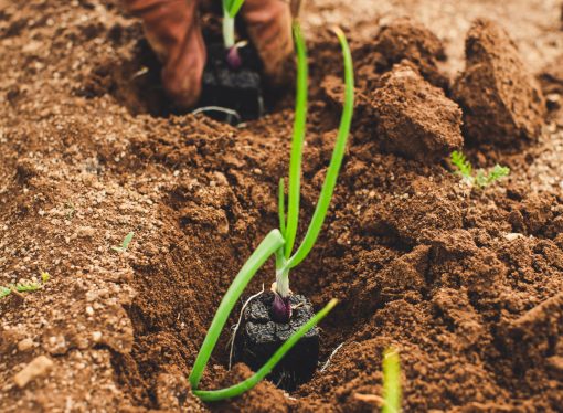 Growing Food in Small Spaces: Container Vegetable Gardening 101