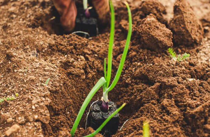 Growing Food in Small Spaces: Container Vegetable Gardening 101