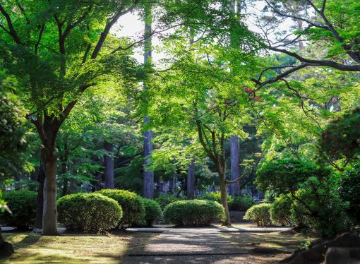 Vertical Gardening: How to Grow More in Less Space