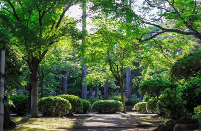 Vertical Gardening: How to Grow More in Less Space