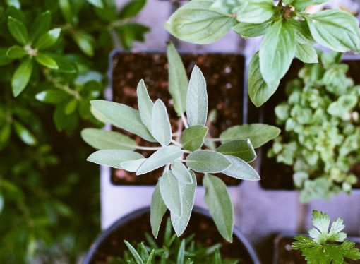 Transform Your Yard into a Floral Paradise with These Exquisite Flowering Plants