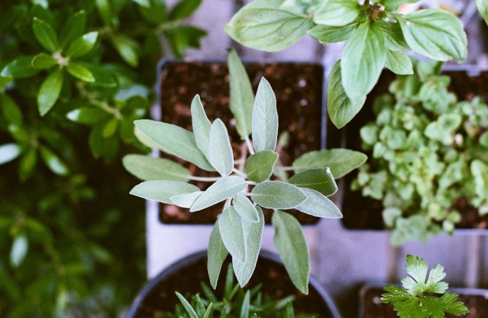 Transform Your Yard into a Floral Paradise with These Exquisite Flowering Plants