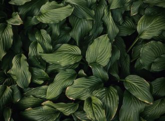 The Science Behind Plant Therapy: How Houseplants Can Reduce Stress and Anxiety in the Bedroom