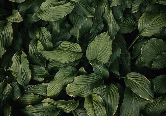 The Science Behind Plant Therapy: How Houseplants Can Reduce Stress and Anxiety in the Bedroom