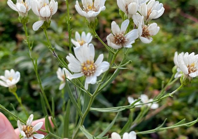 Brighten Up Any Room with These Compact and Low-Maintenance Plant Varieties