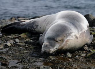 Marine Carbon Dioxide Removal Technology