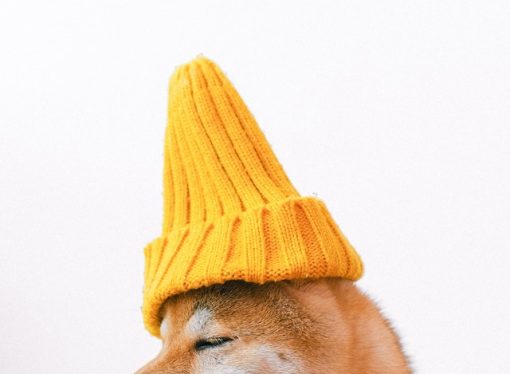 Maximizing Your Dog’s Healthspan: Tips for a Longer, Happier Life