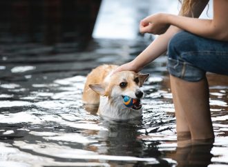 Beat the Heat: A Guide to Keeping Your Dog Safe, Happy, and Entertained in the Pool