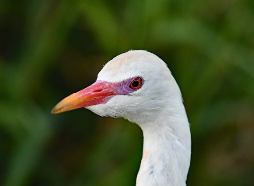 The Unconventional Work Environment of Bird Flu Researchers
