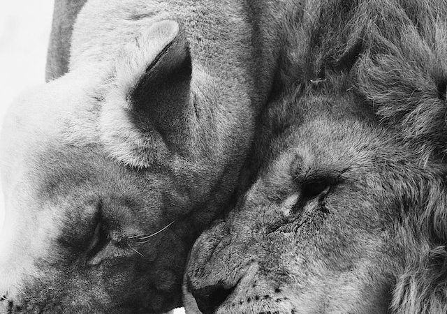 Strategies for Handling Stress like a Proven Predator, Like Lions