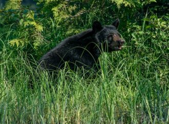 Breaking the Law Unknowingly: A Hunter’s Encounter with a Federally Protected Bear