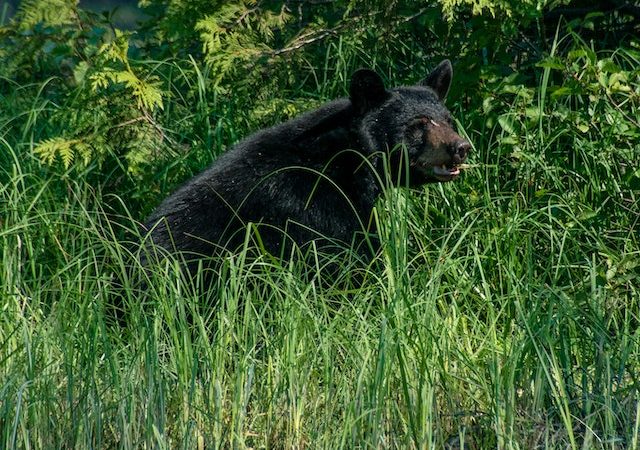 Breaking the Law Unknowingly: A Hunter’s Encounter with a Federally Protected Bear