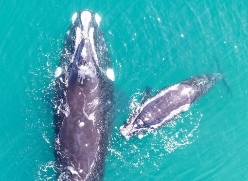 Uncovering the Mysteries of Bowhead Whale’s Anti-Cancer Abilities