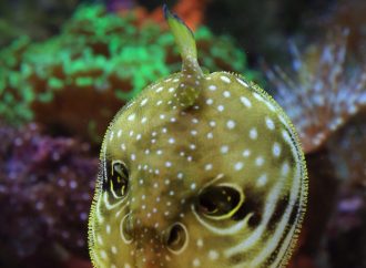 What You Need to Know About the Potentially Fatal Effects of Eating Puffer Fish