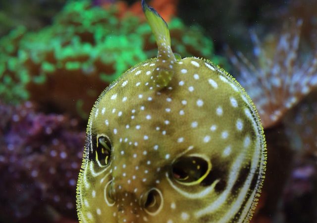 What You Need to Know About the Potentially Fatal Effects of Eating Puffer Fish