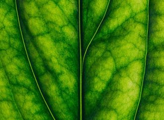 How Quantum Visualization Helps Us Understand the Magic of Photosynthesis