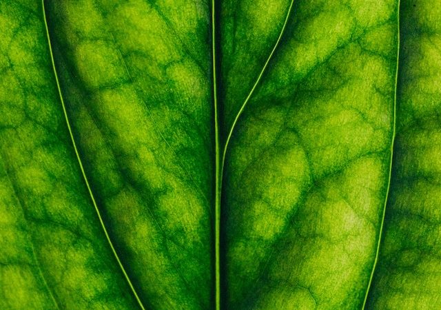 How Quantum Visualization Helps Us Understand the Magic of Photosynthesis