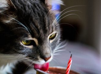 Choosing the Best Food for Cats Unveiling the Secrets