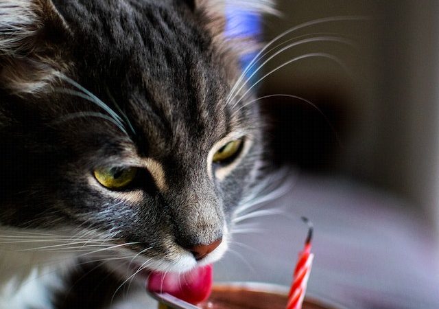 Choosing the Best Food for Cats Unveiling the Secrets