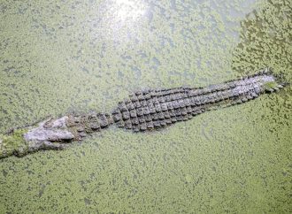 A Jaw-Dropping Discovery: A Female Crocodile Lays Eggs Without a Male Partner