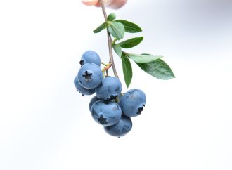 The Power of Blueberries: Enhancing Cognitive Function Revealed in New Study