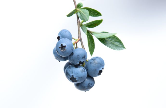 The Power of Blueberries: Enhancing Cognitive Function Revealed in New Study