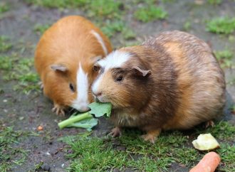 A Match Made in Heaven: How Children Benefit from Having a Guinea Pig Companion