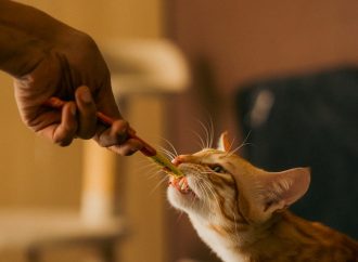 Help! My Cat Won’t Eat: Tips and Tricks for Getting Your Feline to Nibble Again