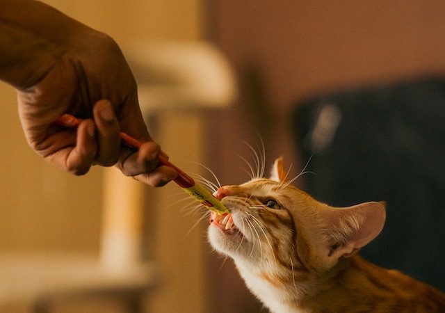 Help! My Cat Won’t Eat: Tips and Tricks for Getting Your Feline to Nibble Again