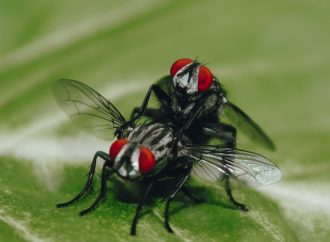 The Science Behind Why Watching Death Shortens a Fly’s Lifespan