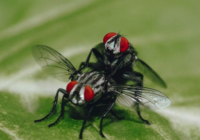 The Science Behind Why Watching Death Shortens a Fly’s Lifespan