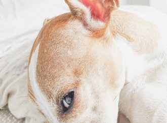 When to Take Your Dog to the Vet for an Ear Infection: A Guide for Pet Owners