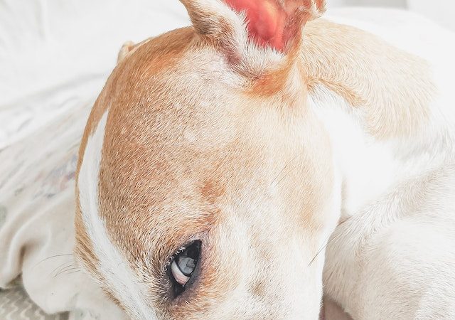 When to Take Your Dog to the Vet for an Ear Infection: A Guide for Pet Owners