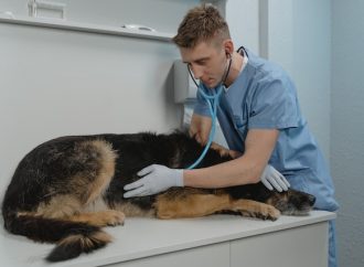 Canine Allergy Myths Debunked: Separating Fact from Fiction
