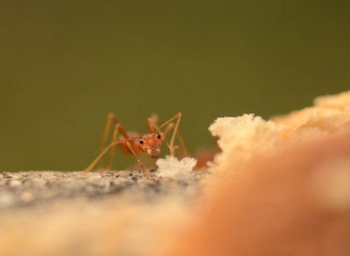 An Entomologist’s Secrets for a Pest-Free Home: How to Eliminate Ants