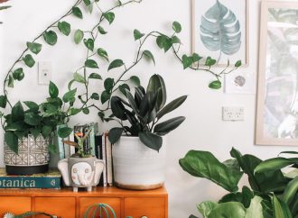 Freshen Up Your Living Space with these 5 Air-Purifying Houseplants
