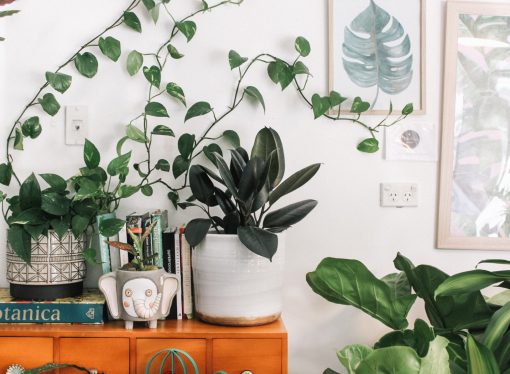 Freshen Up Your Living Space with these 5 Air-Purifying Houseplants